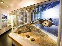 The museum holds a variety of exhibitions every year with new themes and ideas. The first exhibition of the museum was held in the 1950s which is stil